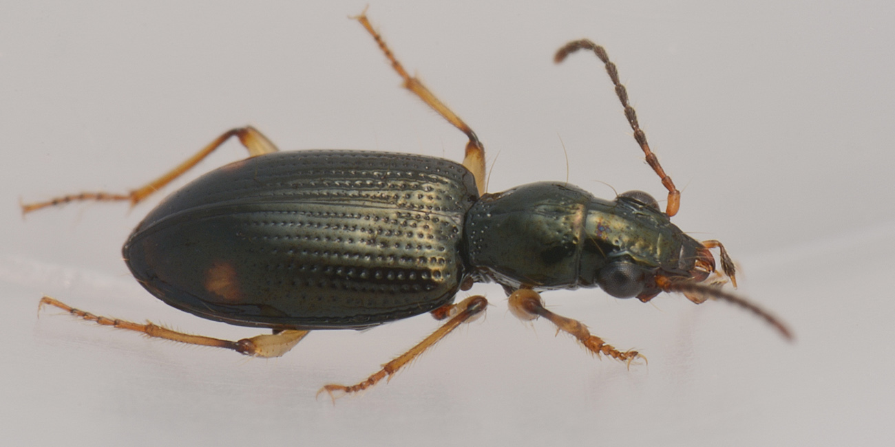 Carabidae: Sinechostictus elongatus